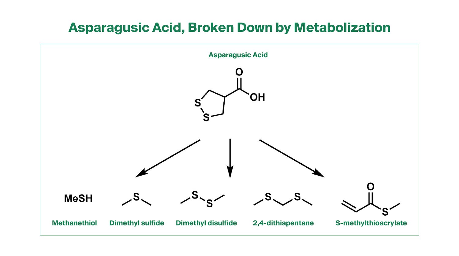 5 Unexpected Facts about Asparagus